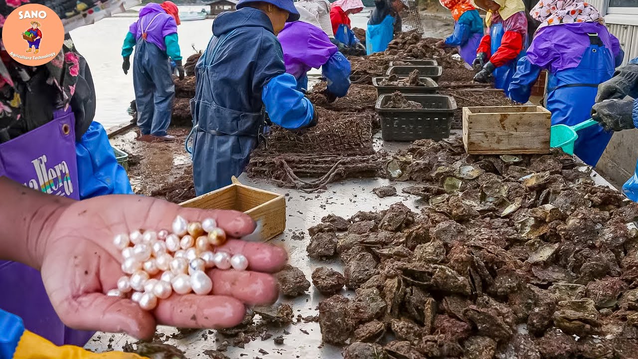 Amazing 1000 Million Tons Of Pearl Cultivation Technology | Pearl Farm and Harvesting