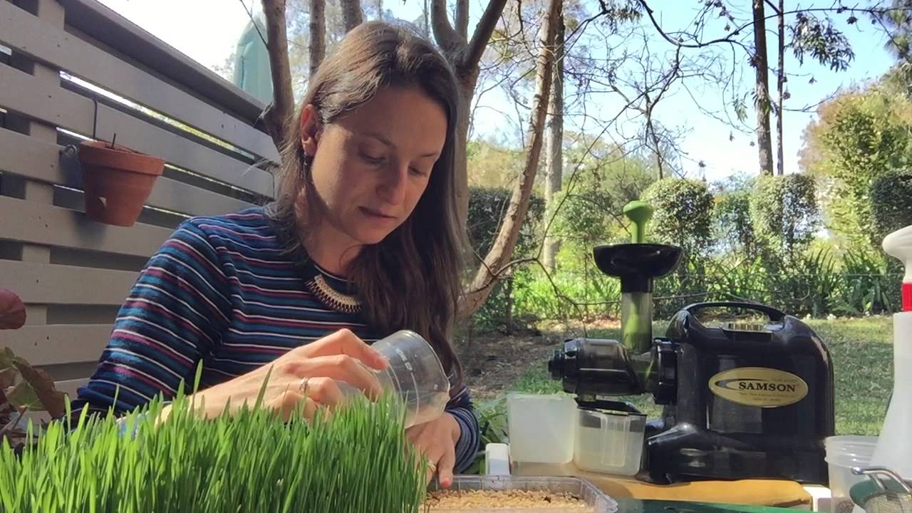 Como plantar grama de trigo - saiba mais sobre essa planta medicinal