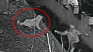 눈빛만으로 진돗개 제압한 개도둑&hellip;18마리 훔쳐 팔아