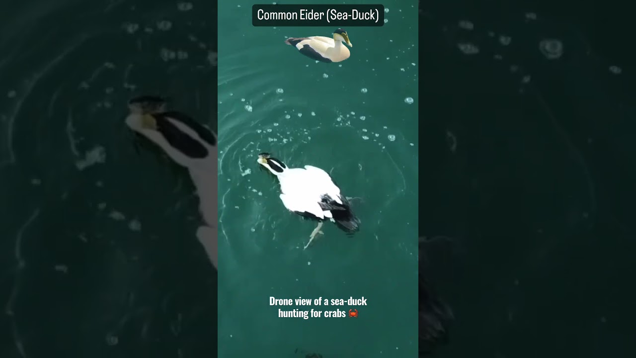 Drone view of a Sea-duck Hunting for Dinner. 