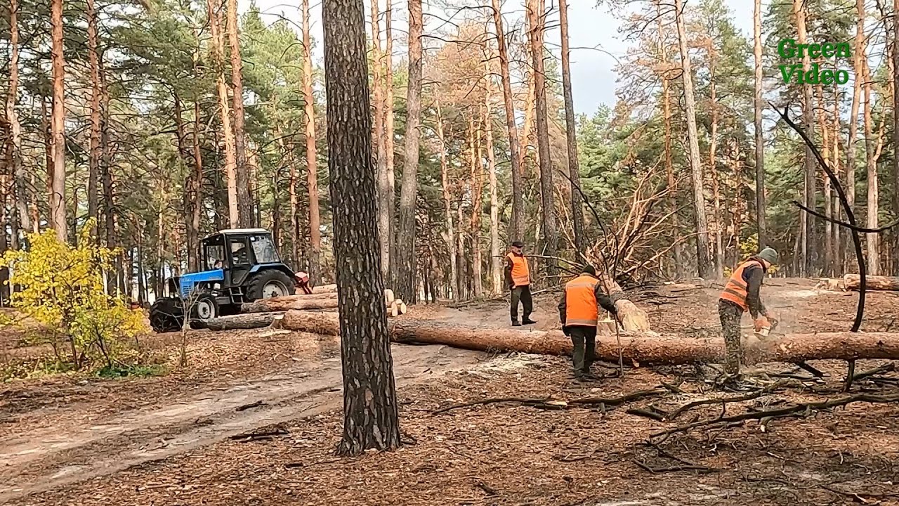 СВР. Ліси України Слобож. ліс. офіс Жовтневе над ліс-во, Бабаївське ліс-во 22кв.2вид. 24,29,30.10.25