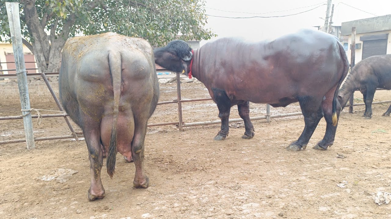2 Buffaloes and some Heifers for sale, 2 ਮੱਝਾਂ ਅਤੇ ਝੋਟੀਆਂ ਵਿਕਾਊ