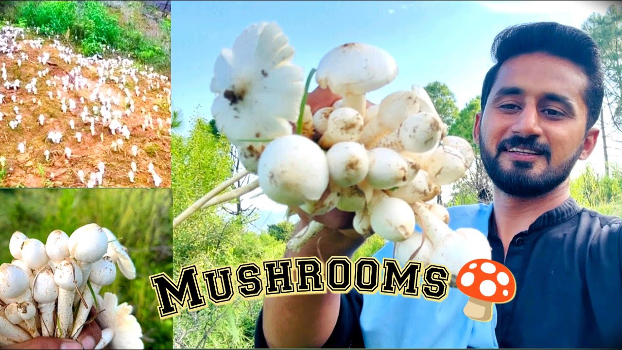 Found Mushrooms 🍄 in the forest 🌴| Jungle food 🥬