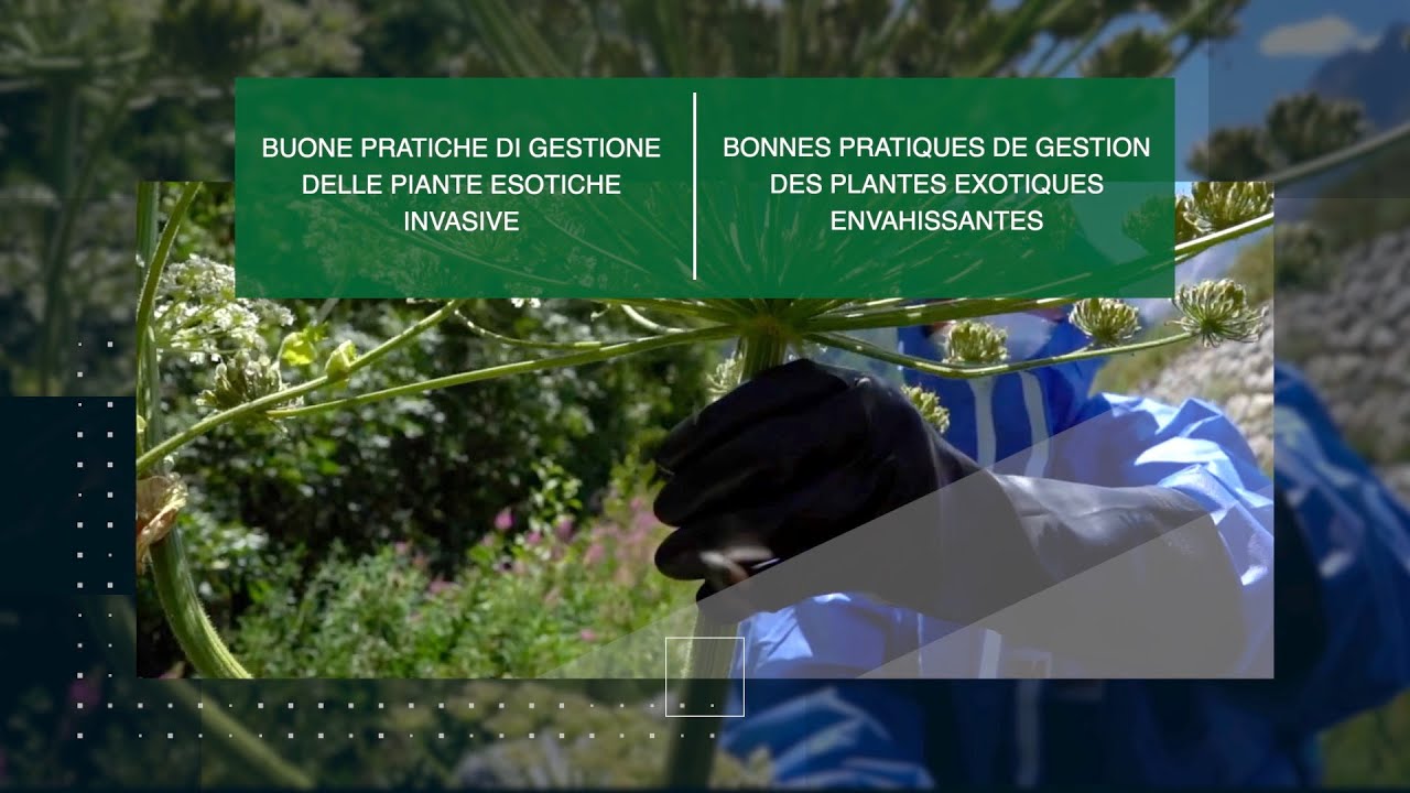 Buone pratiche di gestione delle piante esotiche invasive #RestHAlp + Interreg - ALCOTRA