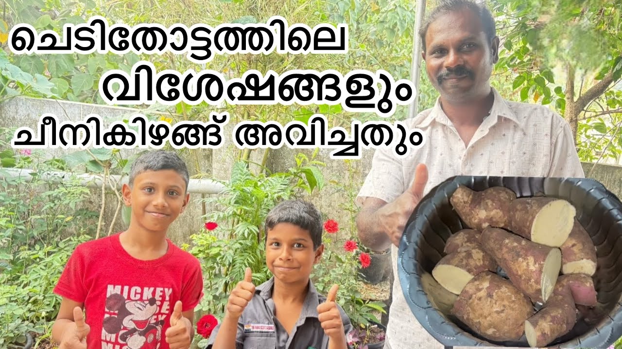 ചെടിതോട്ടത്തിലെ വിശേഷങ്ങളും നാടൻ ചീനികിഴങ്ങ് അവിച്ചതും 😋