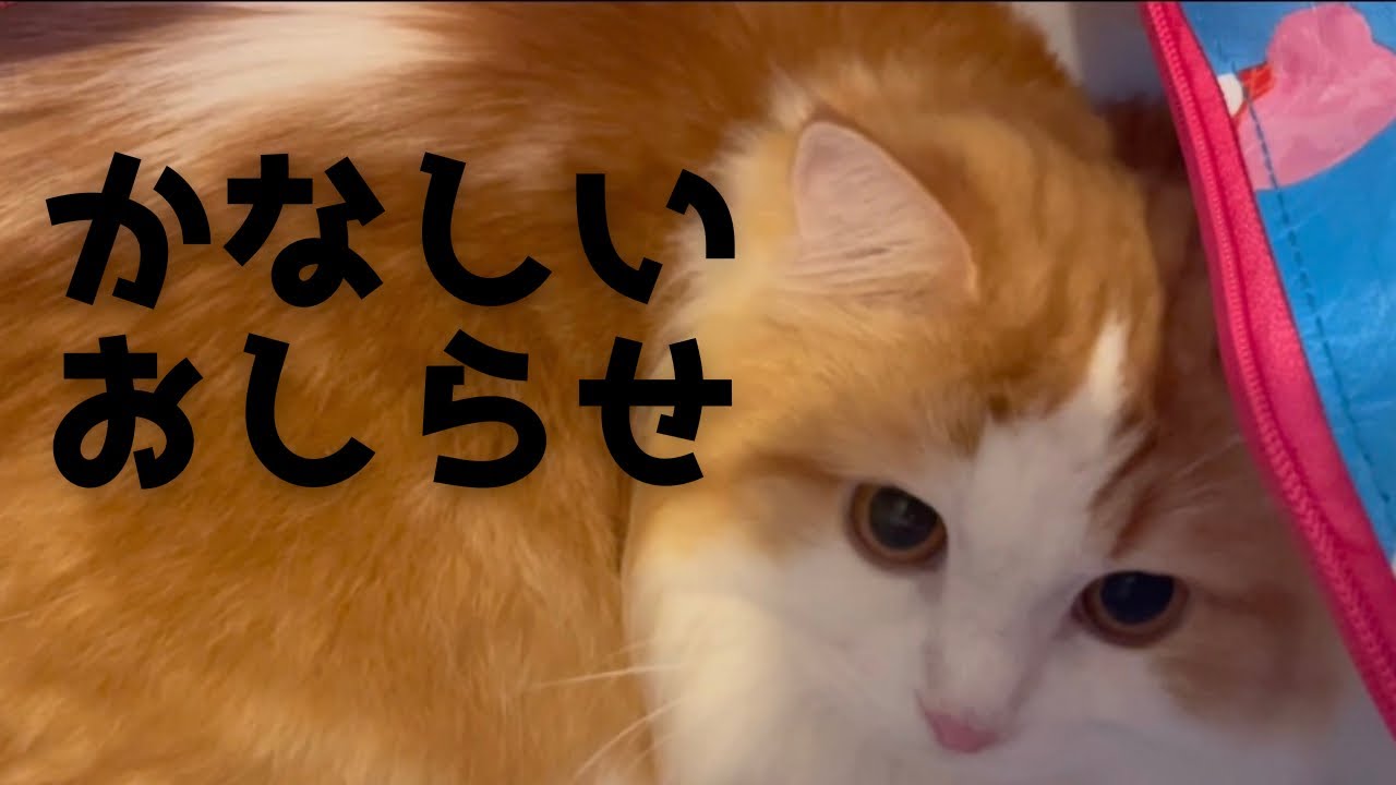 ※蘭丸くんは元気です