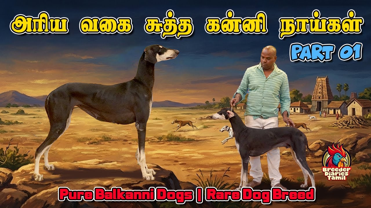 அரிய வகை சுத்த பால்கன்னி நாய் நாய்கள் | Pure Balkanni Dogs | Rare Dog Breed in Tamil #dog #pets