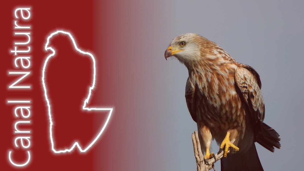 Milano real (Milvus milvus) Red Kite 4K