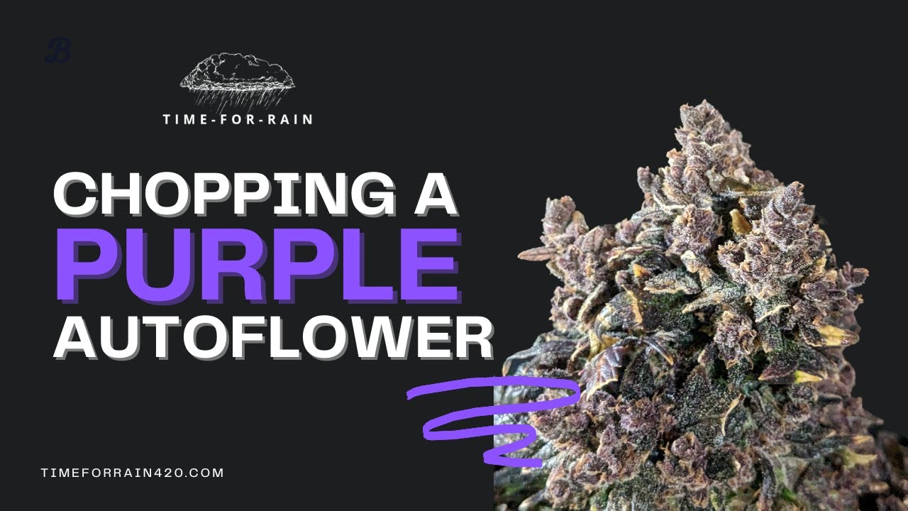 Chopping Down a PURPLE Autoflowering Cannabis Plant!