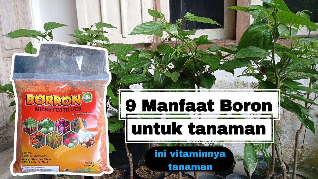 9 Manfaat Boron Untuk Tanaman