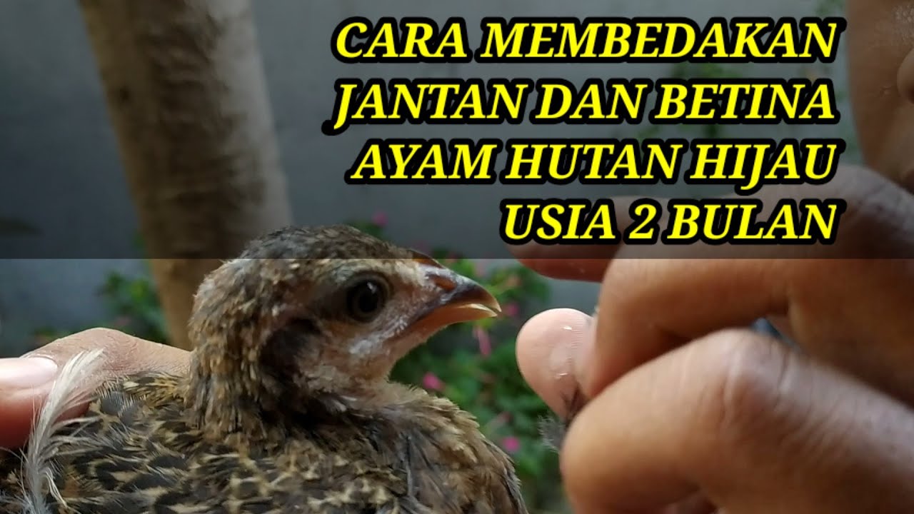 CARA MEMBEDAKAN JANTAN DAN BETINA AYAM HUTAN HIJAU USIA 2 BULAN