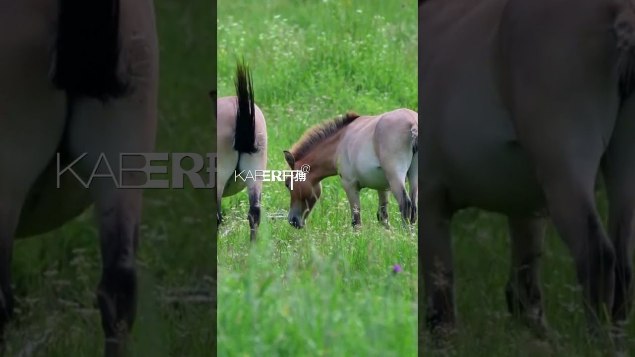 Przewalski's horse herd grows to 17 in win for Daqingshan conservation