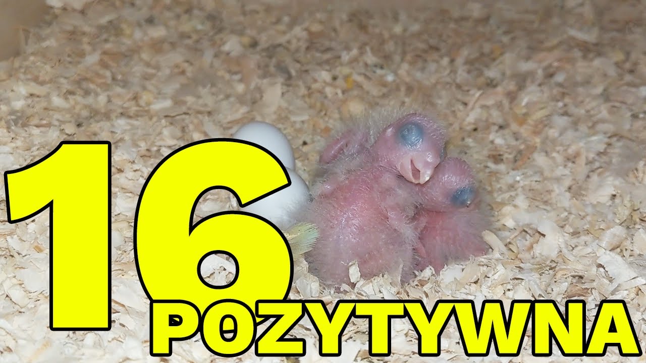 16 RUDOSTERKA W TYM SEZONIE - 4 DNI I CZEKAMY NA 2 OSTATNIE!