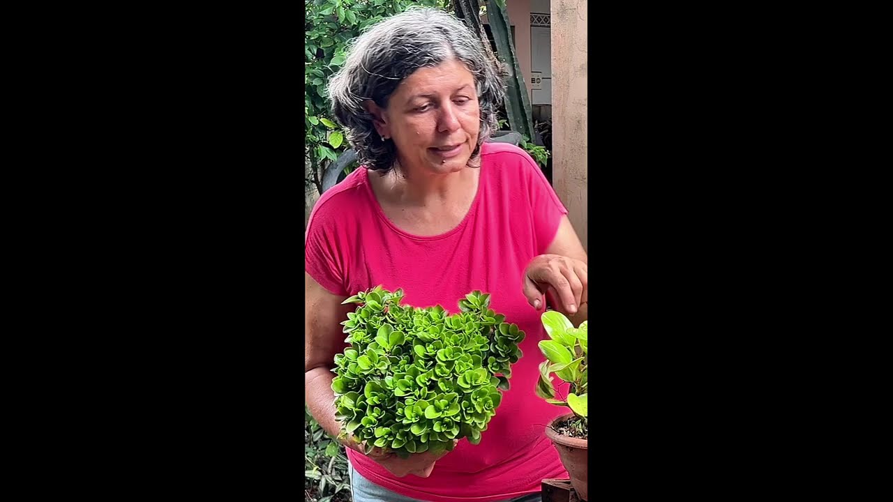 Peperômias