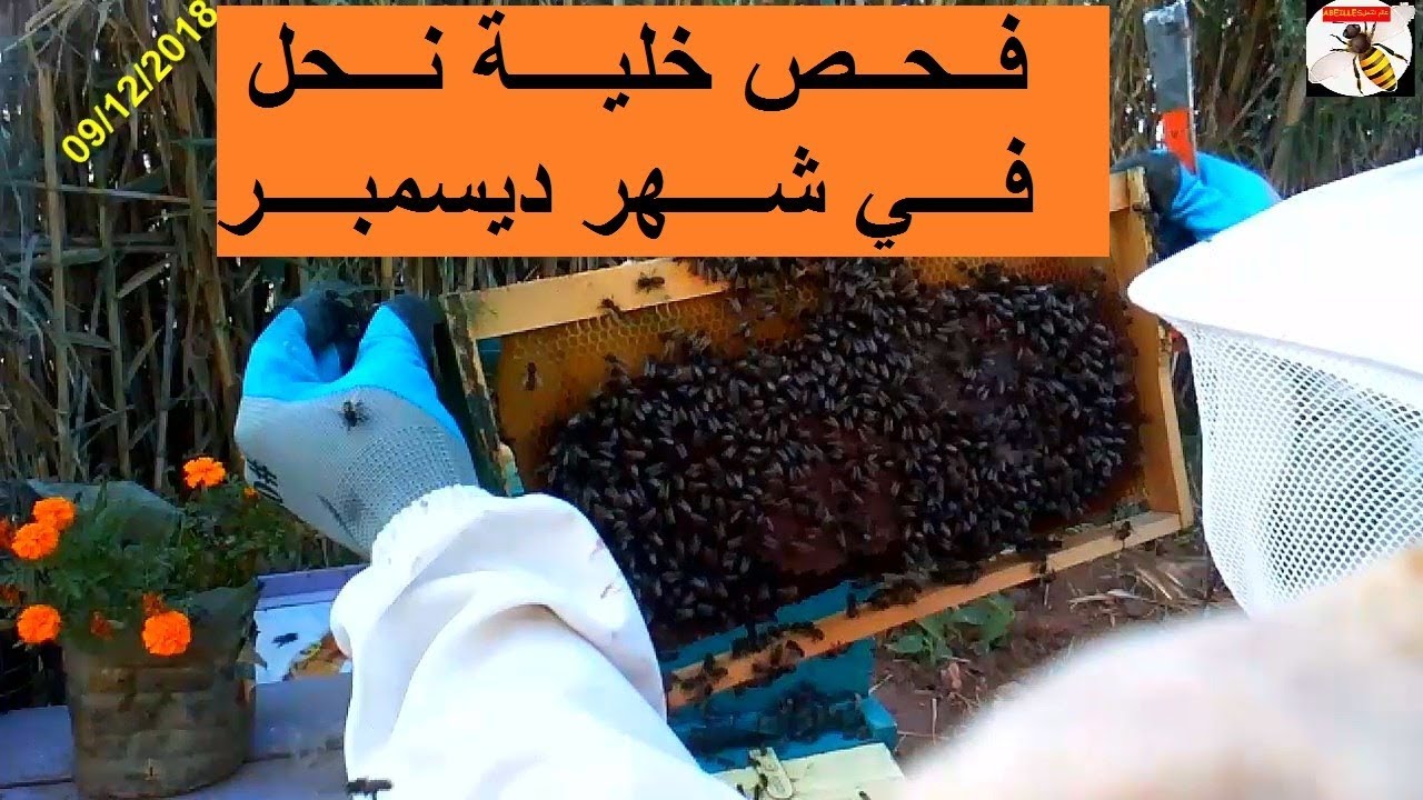 فحص خلية نحل في شهر ديسمبر او الشهر 12