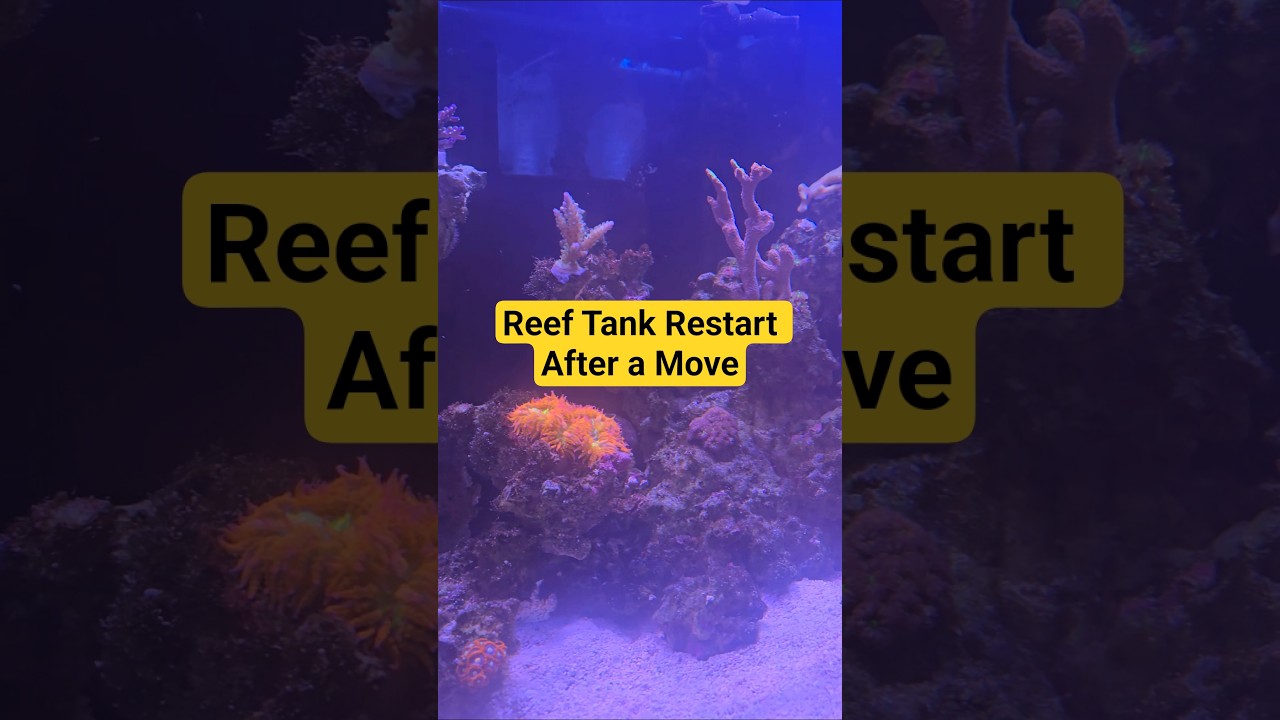 Reef Tank Restart After a Move