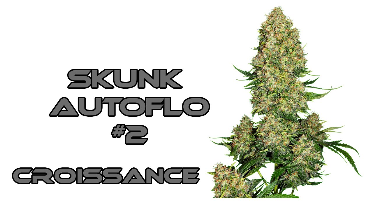 Comment faire pousser de la Weed #SensiSkeunkAuto 2
