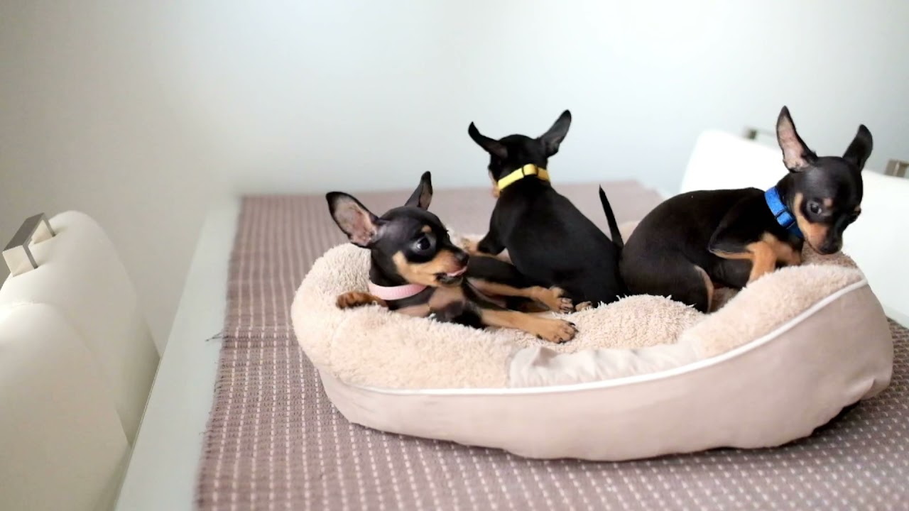 🐾 PRAGUE RATTER / PRAZSKY KRYSARIK / PRAHA ROTIP&Uuml;&Uuml;DJA / PRAHAN ROTTAKOIRA🇪🇪