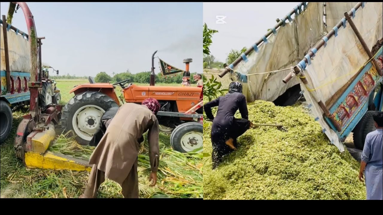 Silage,Dairy Products in Punjab | Ghazi tractor 65Hp| Salage making process in farming