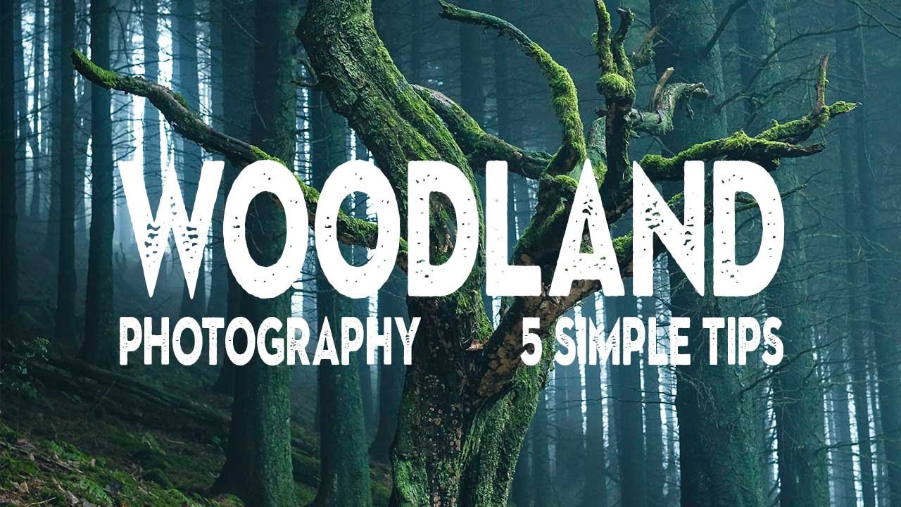 5 WOODLAND PHOTOGRAPHY TIPS I wish I knew earlier