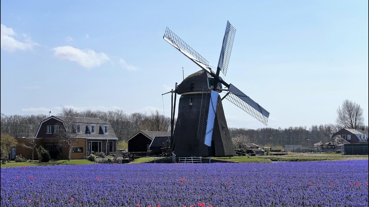 tulips and bulb fields,  The Netherlands 2021
