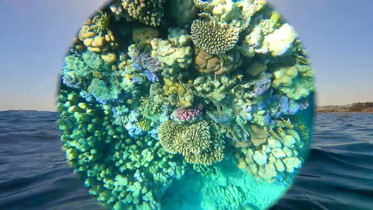 Snorkel Coral Sea Egypt 2026