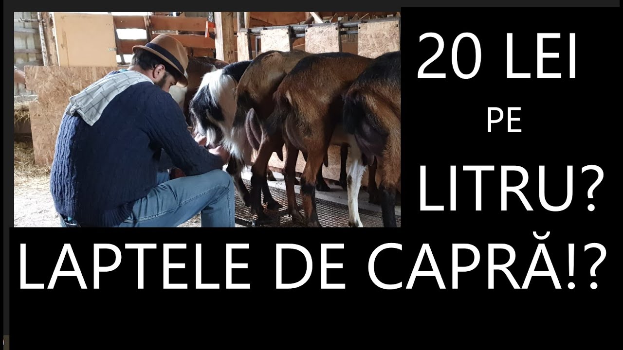 20 LEI PE LITRUL DE LAPTE de  CAPRĂ ??? REACȚIONĂM LA COMENTARIILE RĂUTĂCIOASE! #OrășeanLaȚară!