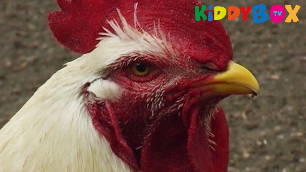 Bauernhof Tiere - Vögel / Birds - (KIDDYBOX.TV)