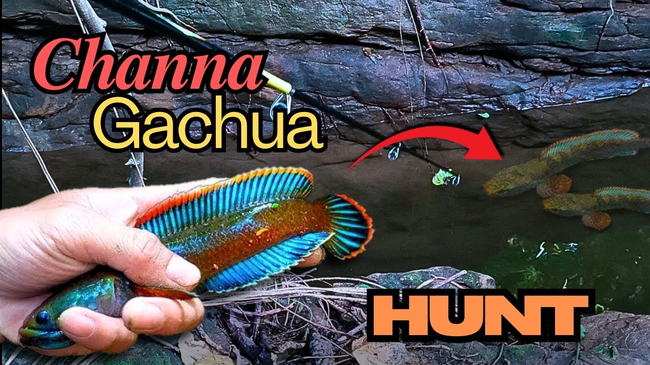 Catching Channa Gachua for my Aquarium 🐠🐟 Most colourful Dwarf Snakehead 🐲 #channa #snakehead