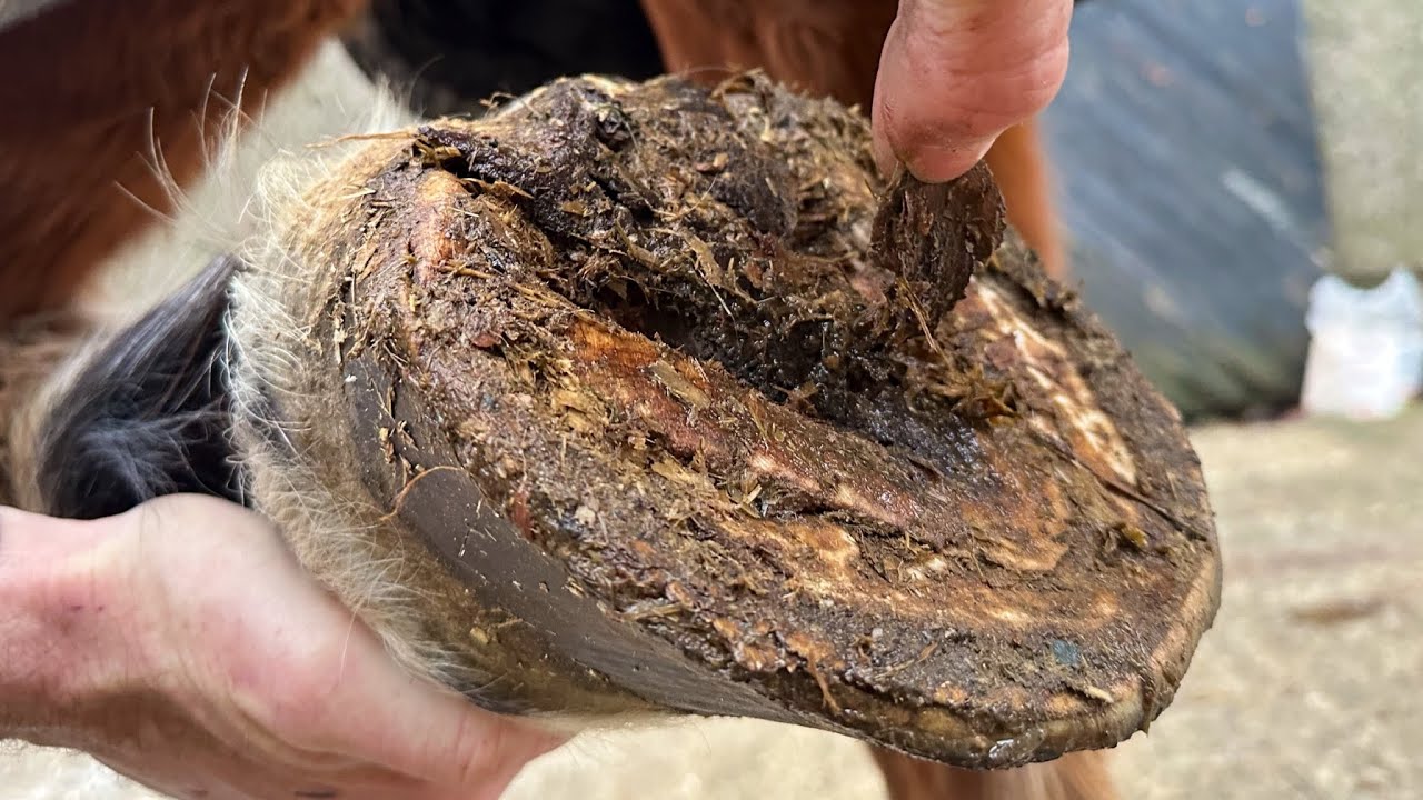 This Horses Frog Is Just Peeling Away. (Hoof Restoration)