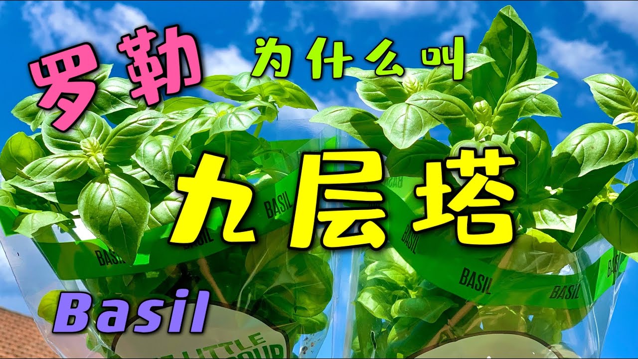 罗勒有多少种类 - 从种子育苗 和 剪枝泡水生根  Basil seedlings & water propagation 為什麼羅勒也叫九層塔 87