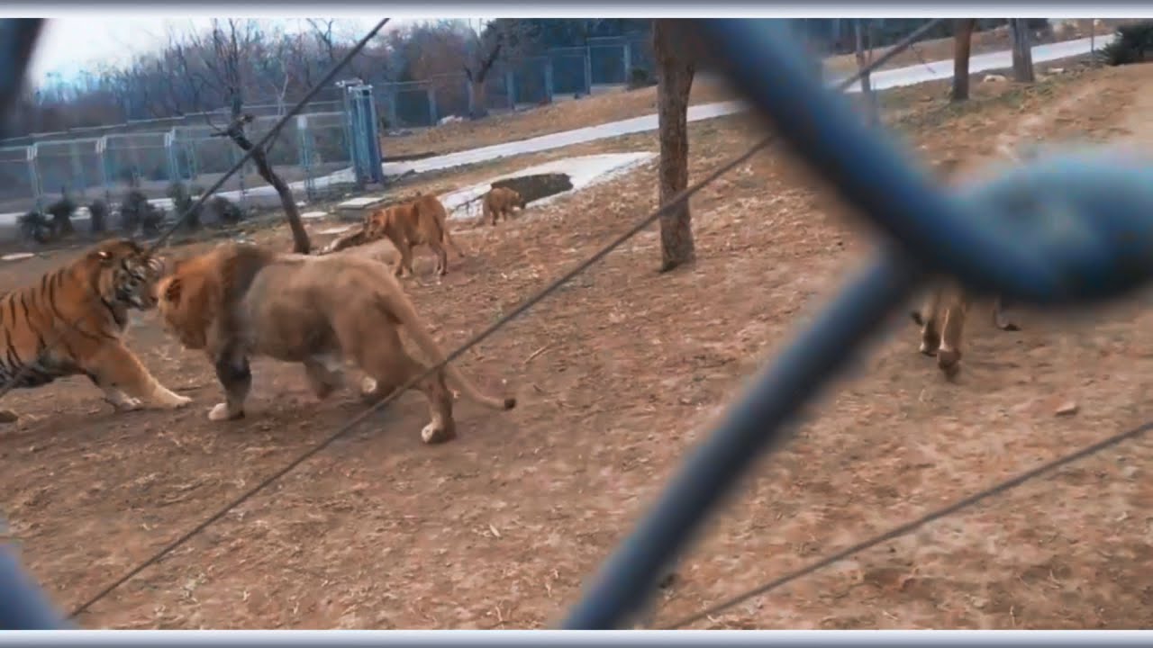 Male lion asserts his dominance over Siberian tiger