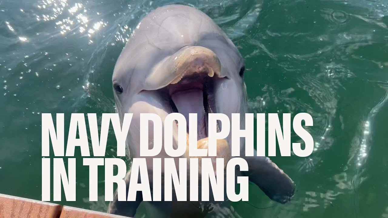 Inside the Navy’s marine mammal program