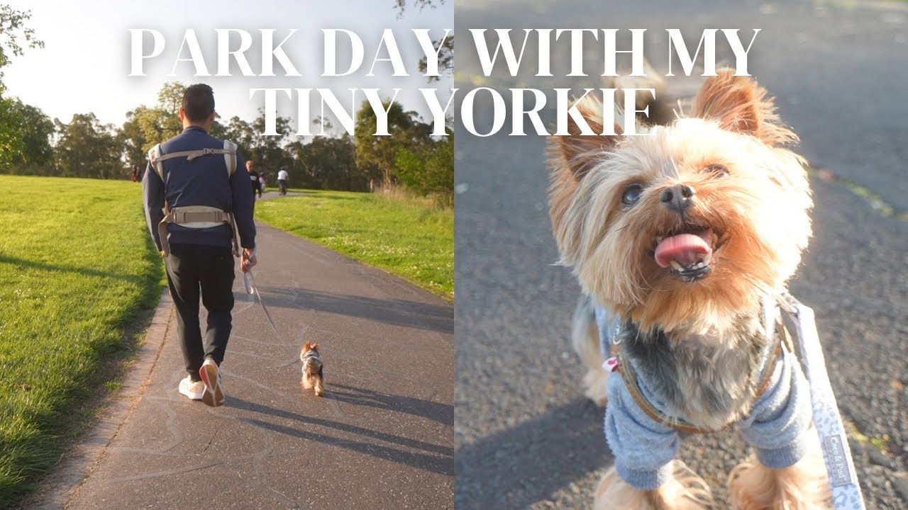 A DAY IN THE LIFE OF A TINY YORKIE | Walks at the Park With My Tiny Yorkie