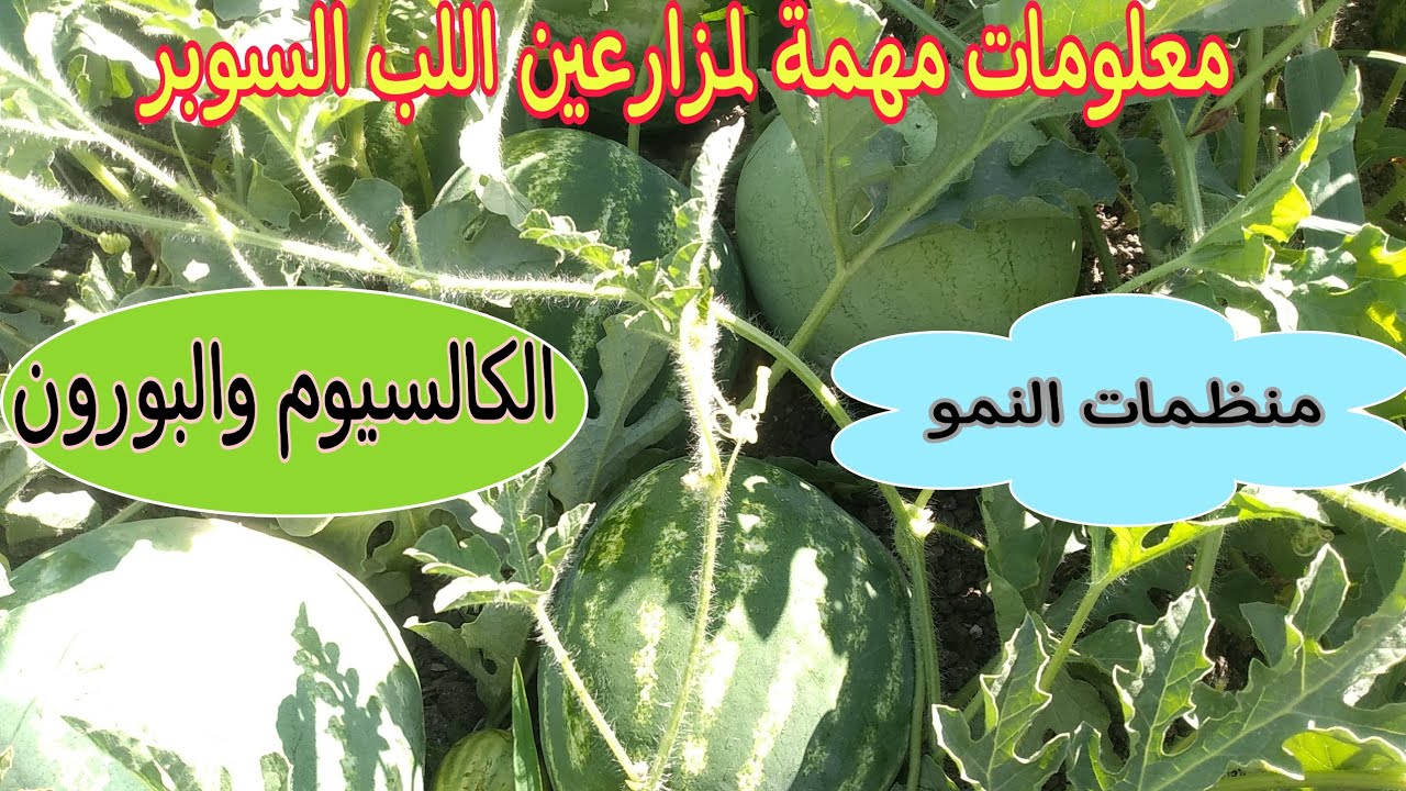 فوائد رش الكالسيوم والبورون للب السوبر ومعلومات مهمة عن منظمات النمو والإستخدام الخاطئ لها