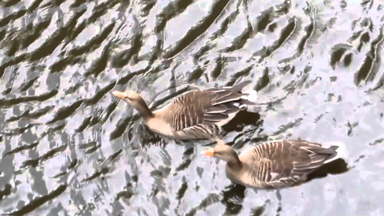 Graugans Greylag Goose