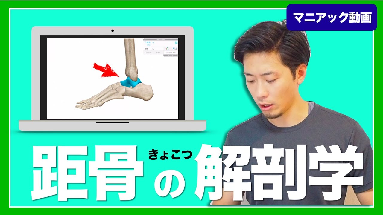 足首の柔軟性に関わる『距骨』の解剖学！ 足首が硬い人はこの骨について学ぼう！