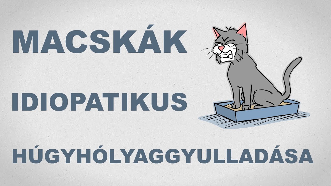 Macskák idiopatikus húgyhólyaggyulladása - csak egyszerűen