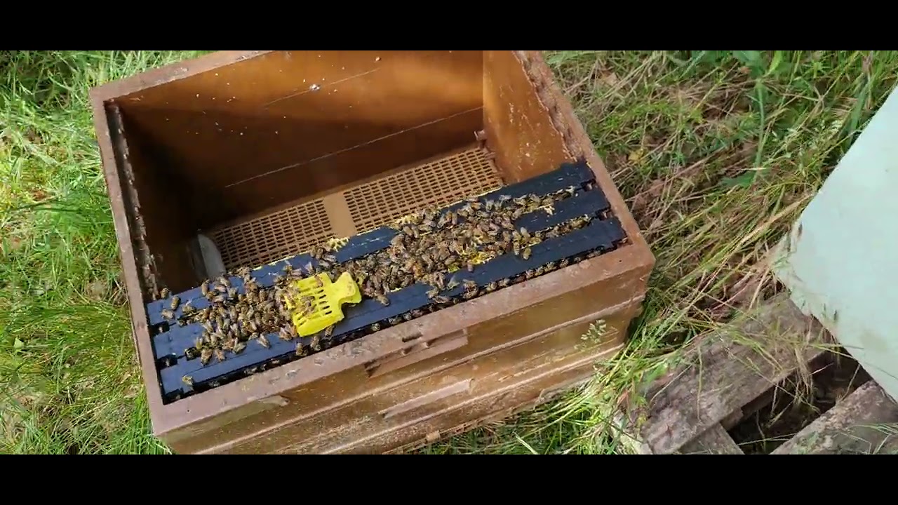 In toamna am facut niste roiuri cu rame de plastic . Cum sunt acesti roi ?