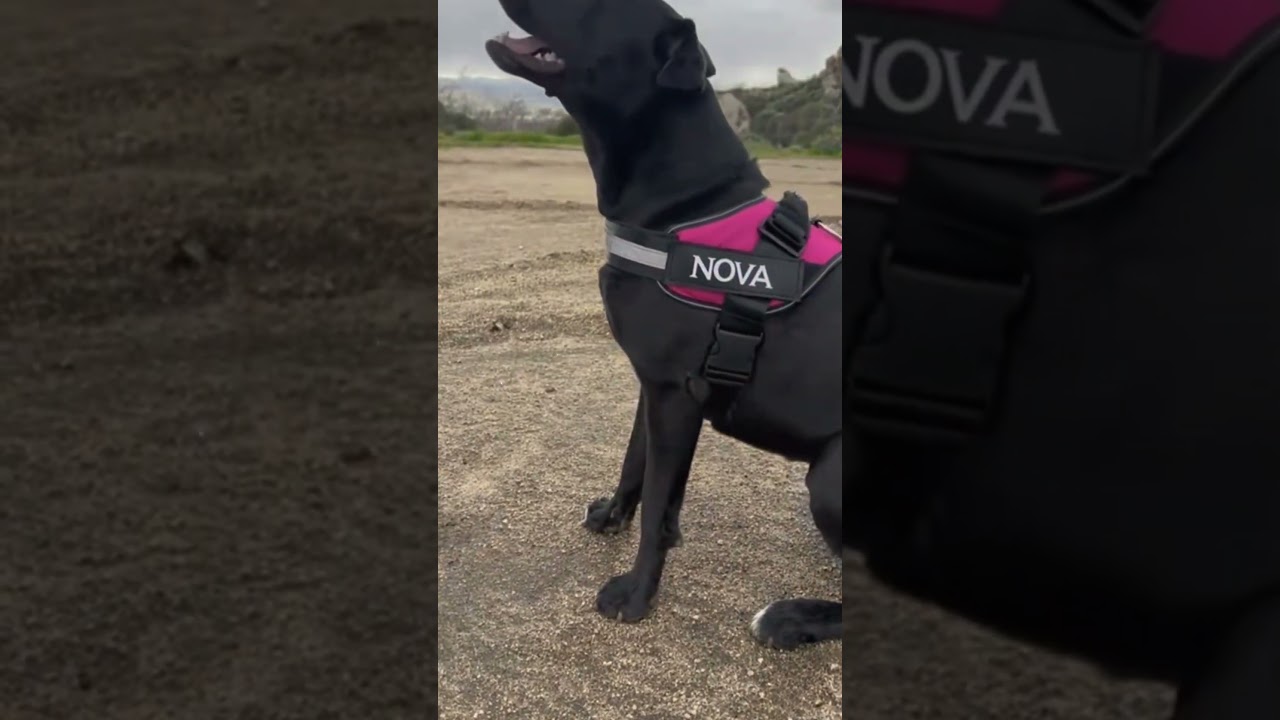 Built for Adventure: Tactical Dog Harness for Outdoor Control and No Pull Comfort