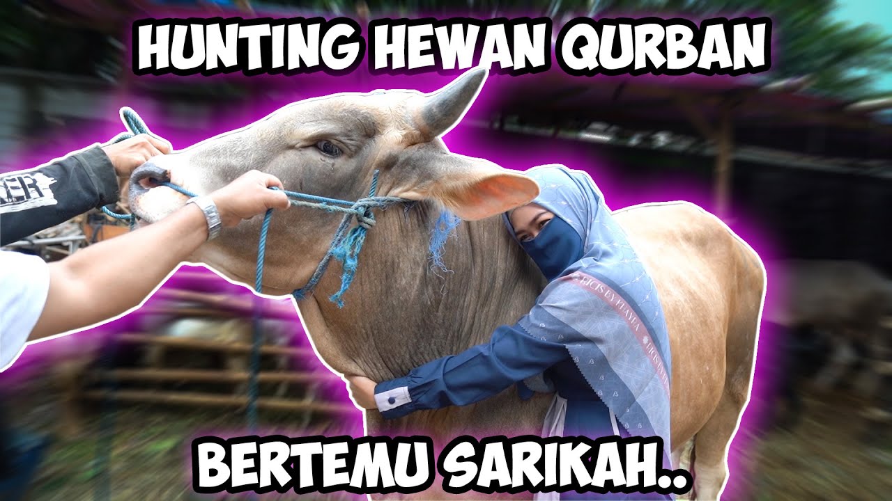 HUNTING HEWAN QURBAN 2020. Detik-Detik Ketemu Sarikah Menangis 🥺