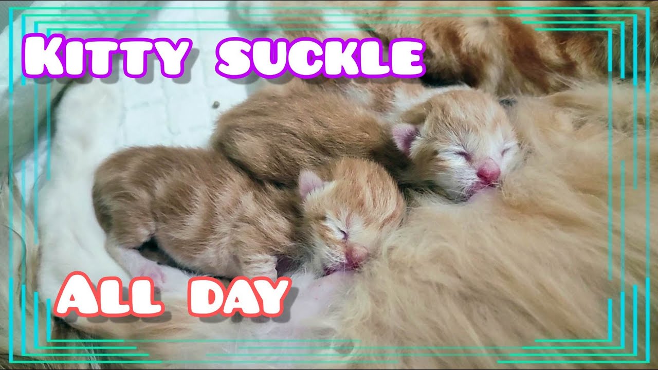 ASMR 7 Minutes Of Kitten Sucking Milk - Baby Munchkin Kitten Vlog