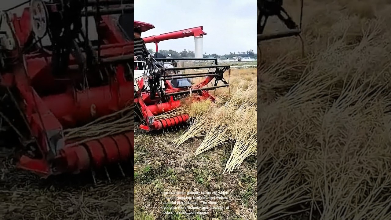 Harvesting Rapeseed: A Stunning Display of Agricultural Technology