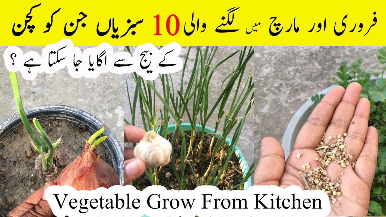 10 Vegetable Grow from Kitchen Seeds دس سبزیاں جنکوں ہم کچن کے بیجوں سے اگایا جا سکتا ہے /