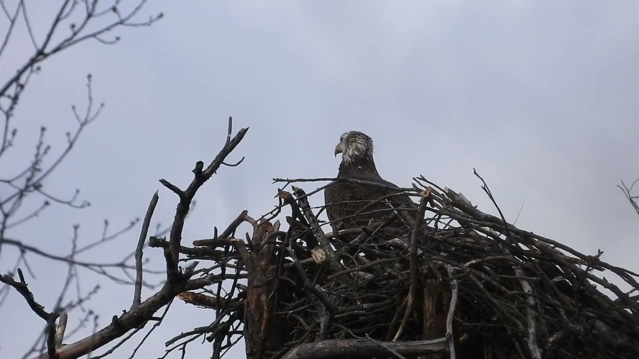 Bald eagle poop shot
