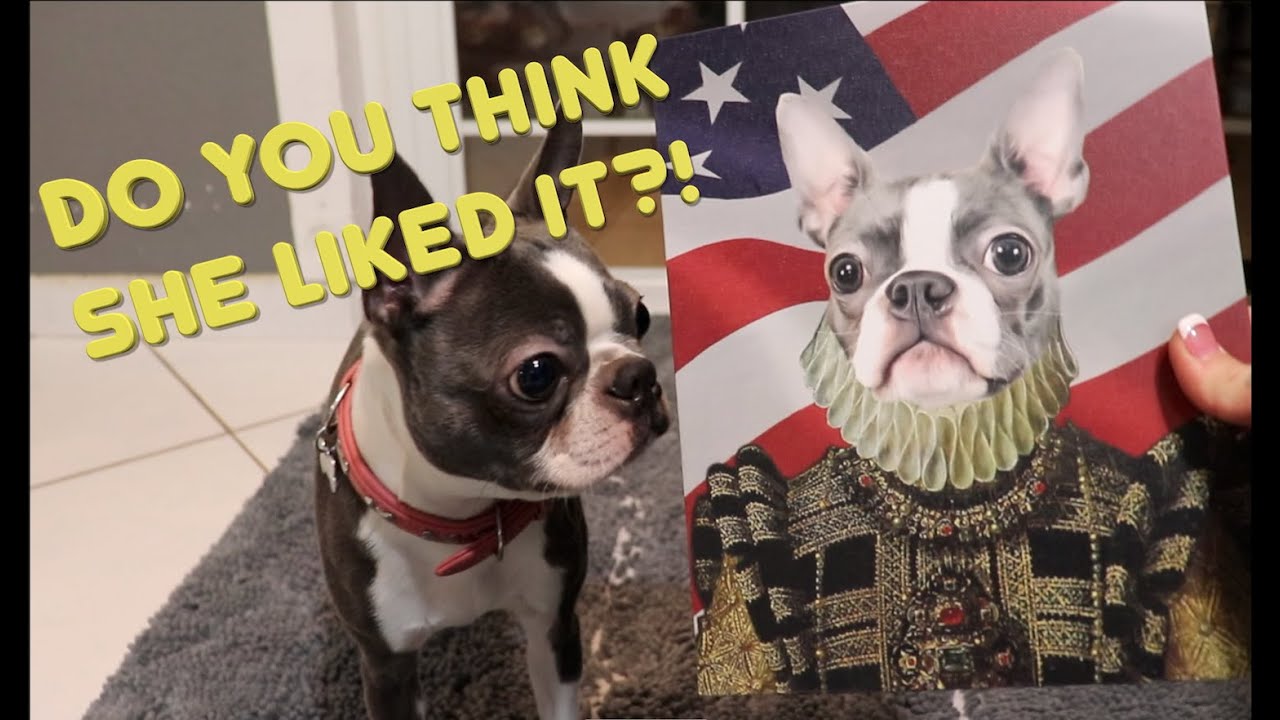 Got My Boston Terrier's Portrait Made! Crown & Paw