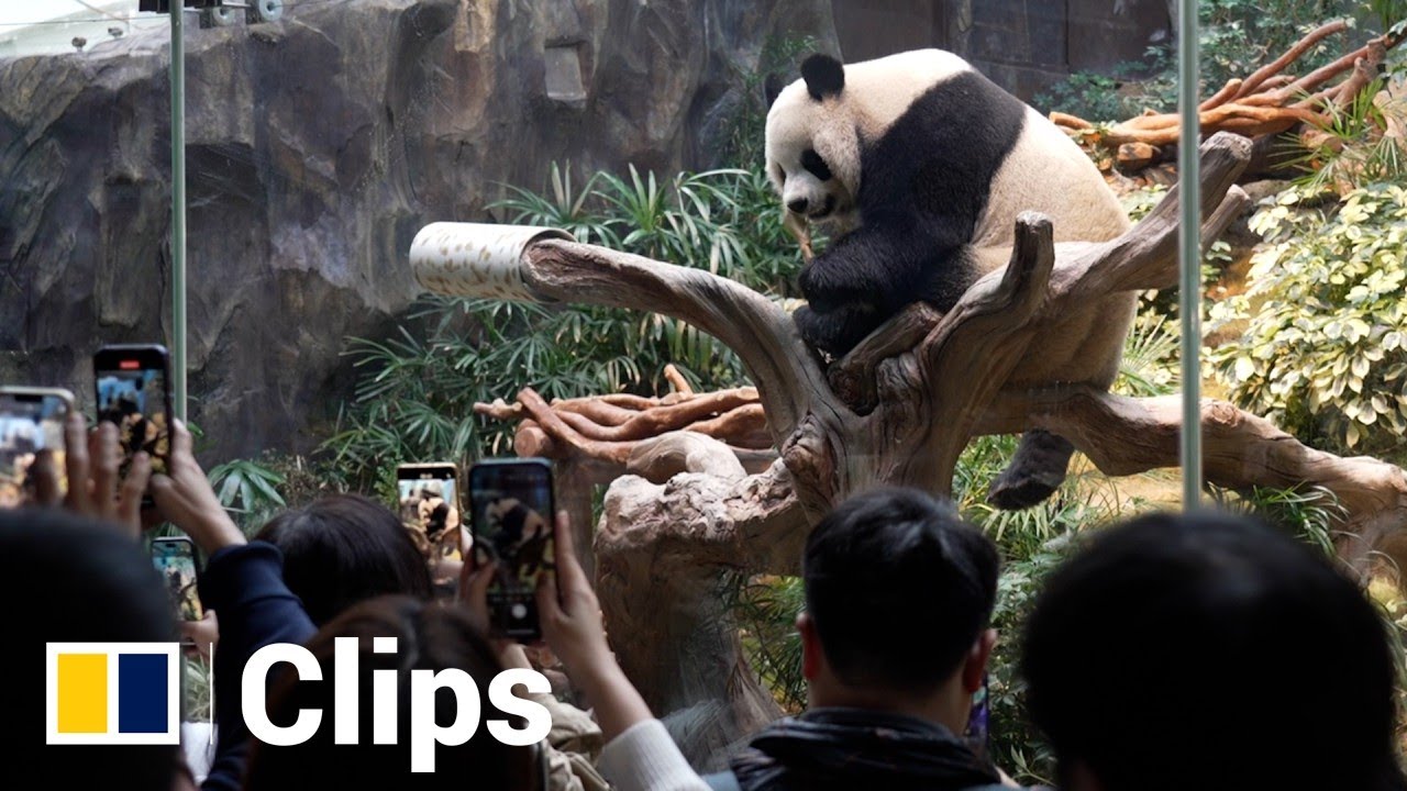 Hong Kong’s newest pandas greet public for the 1st time