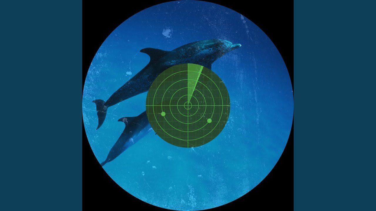 Sonar Echoes