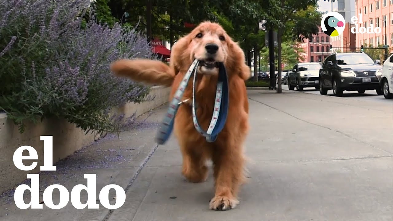 Estos perritos inteligentes son muy independientes