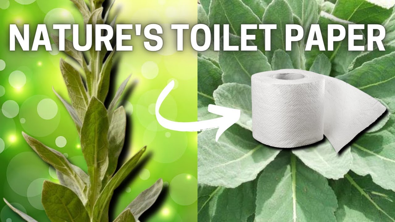 🌿 Mullein: History, Medicinal Uses, and Identification!